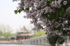 Tree Flower Bridge